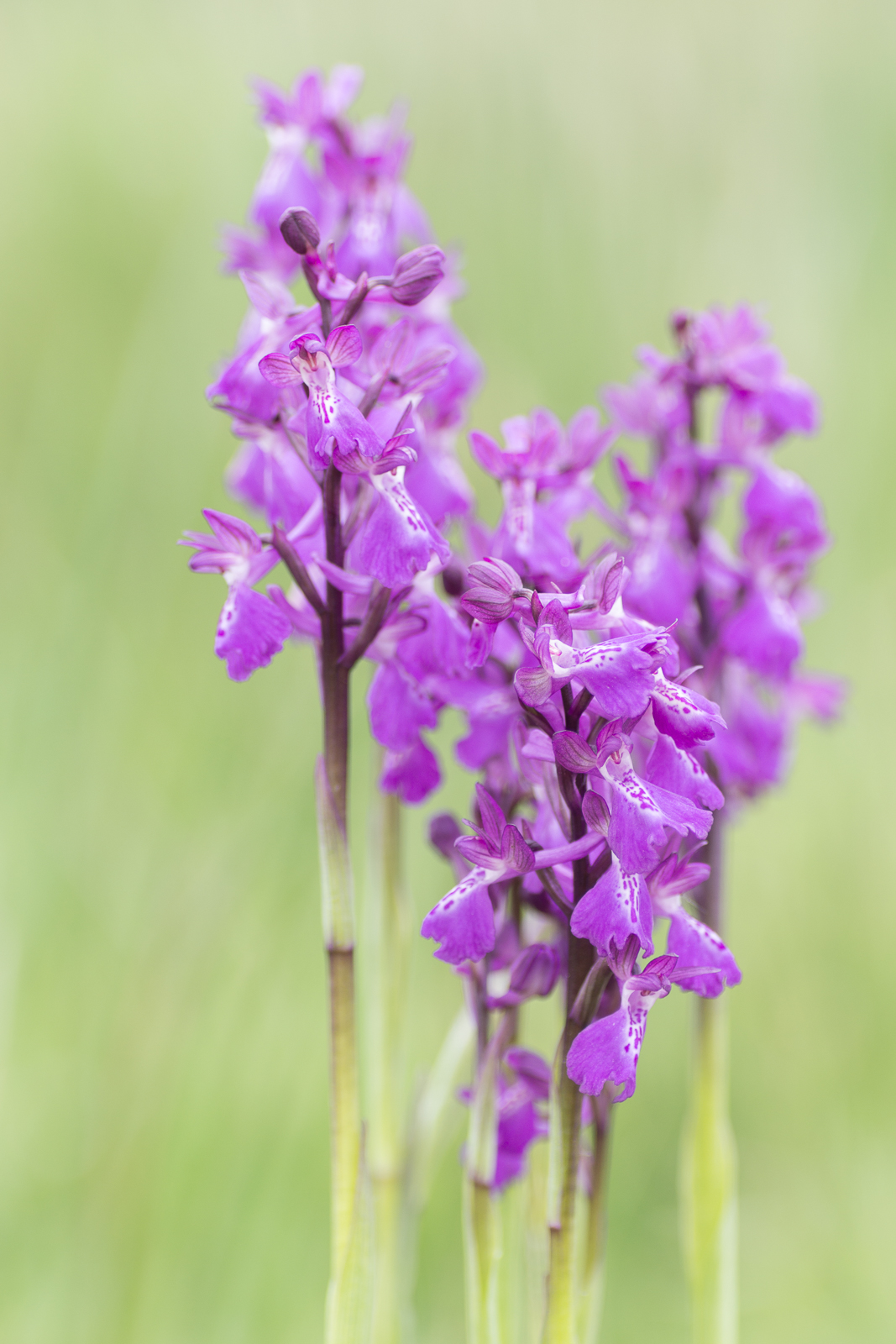 maldiesmaldas naturfotografie