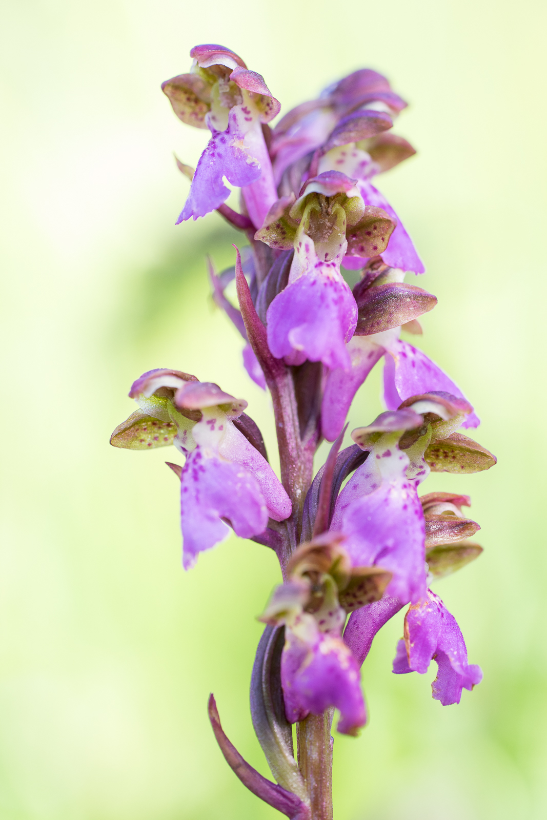 maldiesmaldas naturfotografie